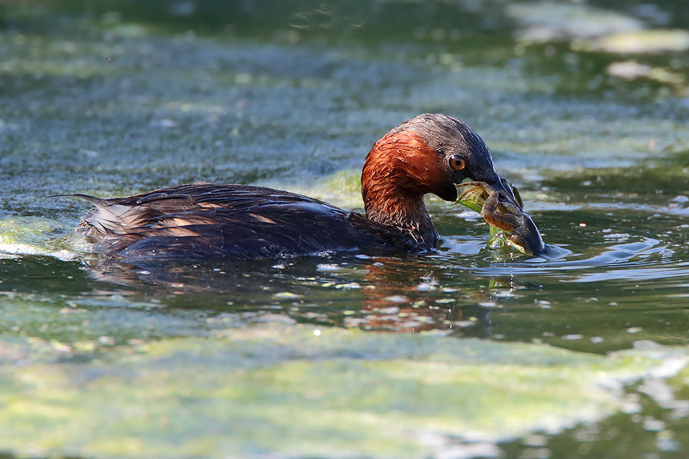Il terribile tuffetto
